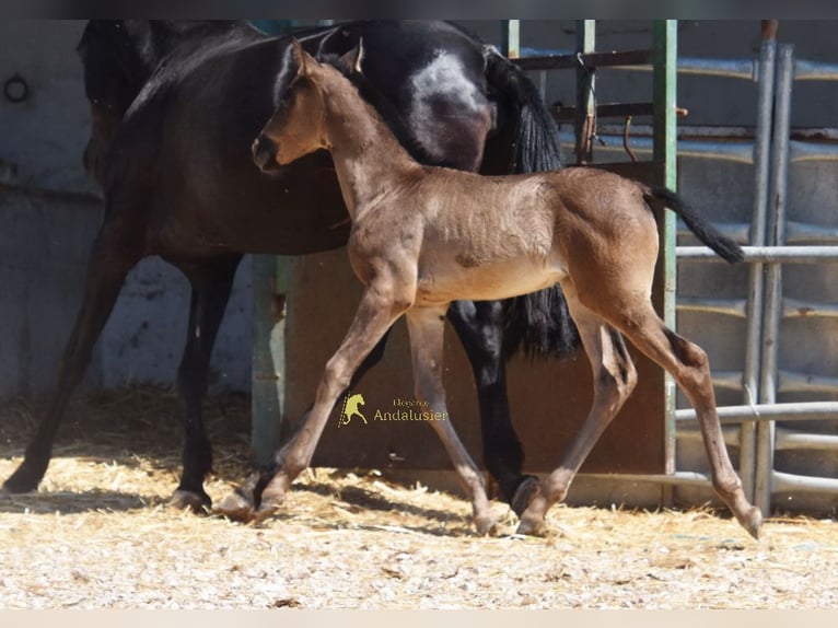 PRE Klacz Źrebak (04/2026) 158 cm Kara in Provinz Cordoba