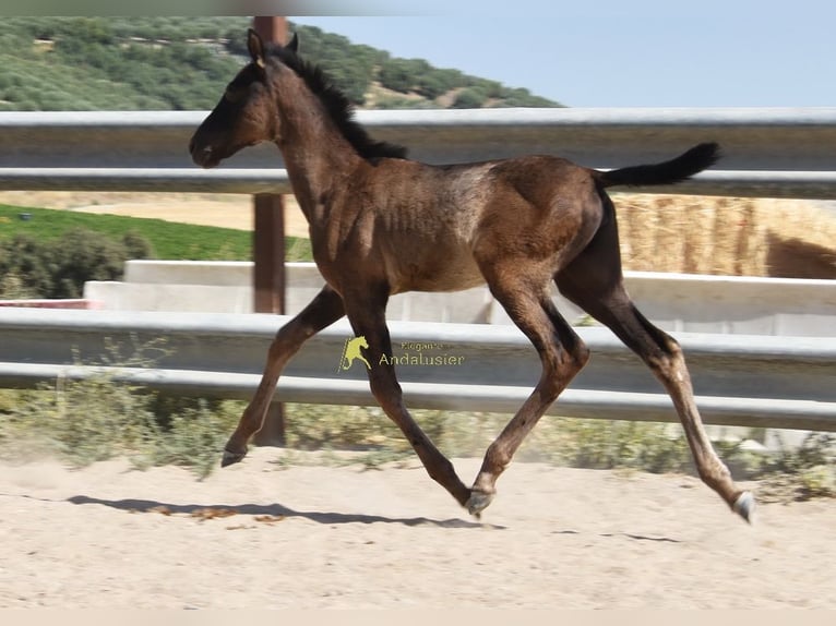 PRE Klacz Źrebak (04/2026) 158 cm Kara in Provinz Cordoba