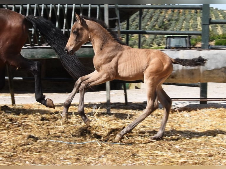 PRE Klacz Źrebak (03/2026) 160 cm Bułana in Provinz Cordoba