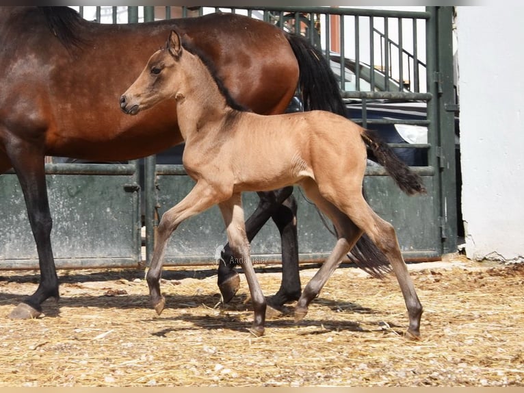 PRE Klacz Źrebak (03/2026) 160 cm Bułana in Provinz Cordoba