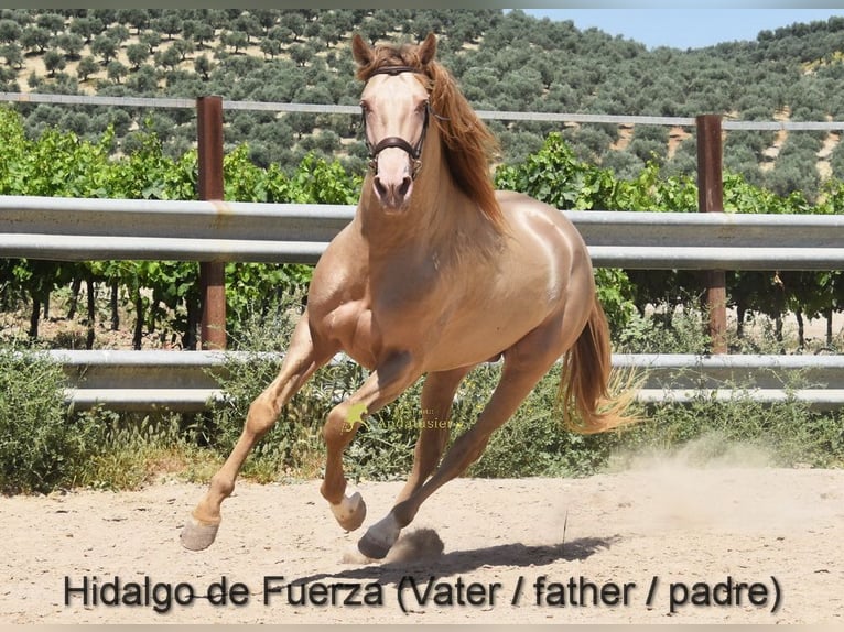 PRE Klacz Źrebak (03/2026) 160 cm Bułana in Provinz Cordoba