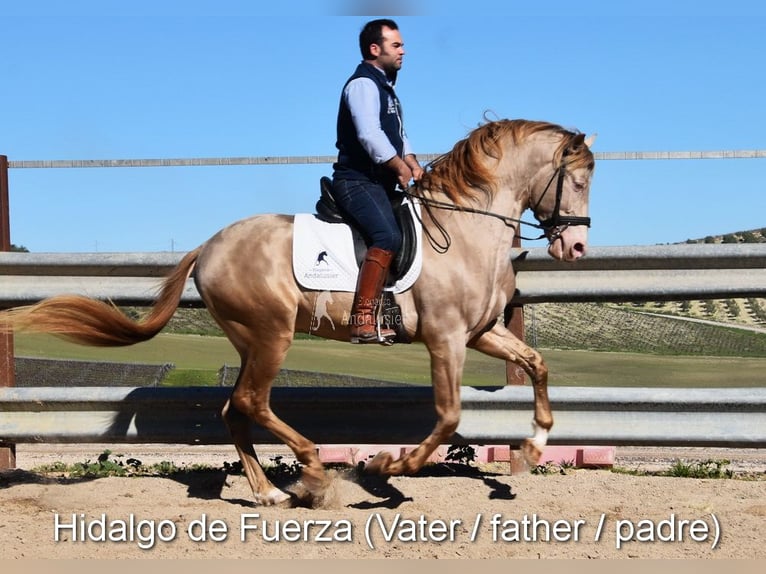 PRE Klacz Źrebak (03/2026) 160 cm Bułana in Provinz Cordoba