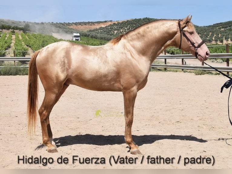 PRE Klacz Źrebak (03/2026) 160 cm Bułana in Provinz Cordoba