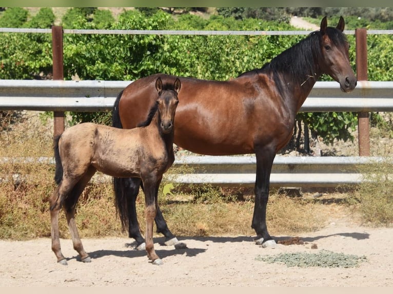 PRE Klacz Źrebak (03/2026) 160 cm Bułana in Provinz Cordoba