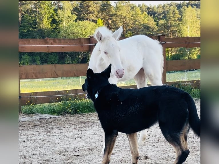 PRE Klacz Źrebak (04/2026) 160 cm Cremello in Gößweinstein