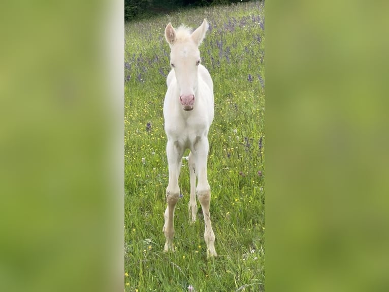 PRE Klacz Źrebak (04/2026) 160 cm Cremello in Gößweinstein