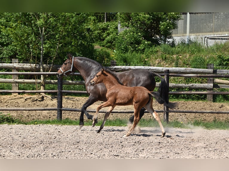 PRE Klacz Źrebak (04/2026) 160 cm Jelenia in Dochamps