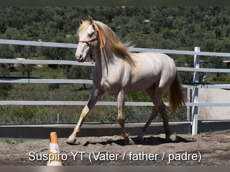 PRE Klacz Źrebak (04/2024) 160 cm Perlino in Provinz Cordoba