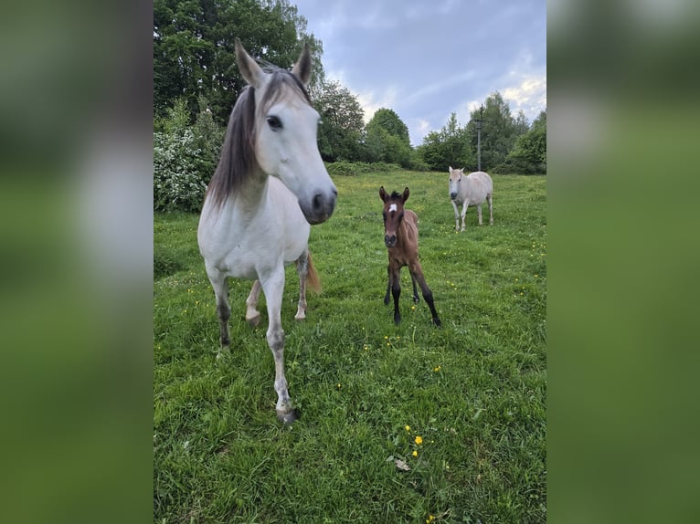 PRE Klacz Źrebak (01/2026) 160 cm Siwa in Rerik OT Russow