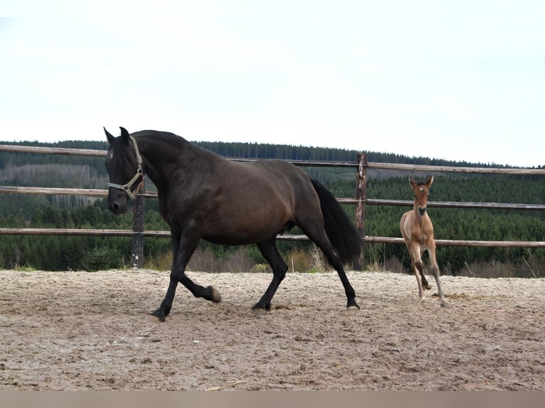 PRE Klacz Źrebak (03/2024) 162 cm Gniada in Dochamps