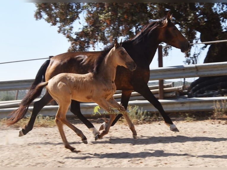 PRE Klacz Źrebak (05/2026) 163 cm Bułana in Provinz Cordoba