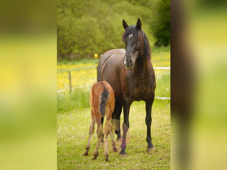 PRE Klacz Źrebak (04/2026) 163 cm Gniada in Aldingen
