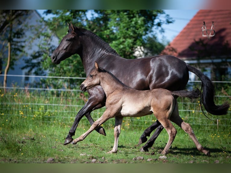 PRE Klacz Źrebak (04/2024) 164 cm in La Vespière-Friardel