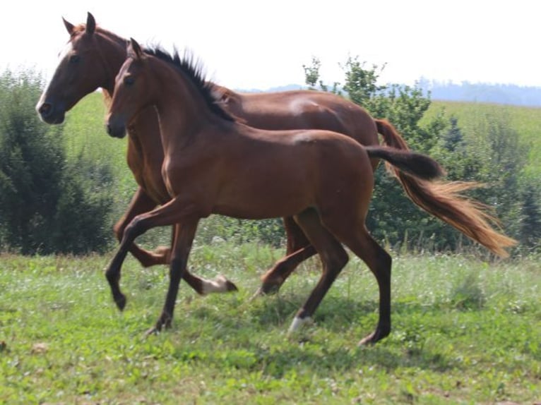 PRE Klacz Źrebak (05/2024) 165 cm Gniada in Bibertal