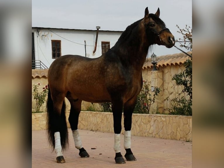 PRE Klacz Źrebak (05/2026) 165 cm Jelenia in Murcia