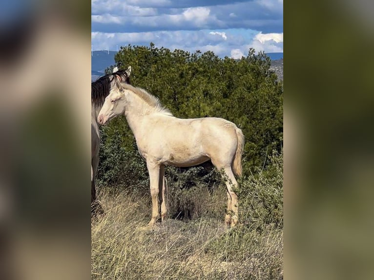 PRE Klacz Źrebak (05/2024) 165 cm Perlino in Pedralba