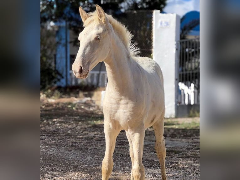 PRE Klacz Źrebak (05/2024) 165 cm Perlino in Pedralba