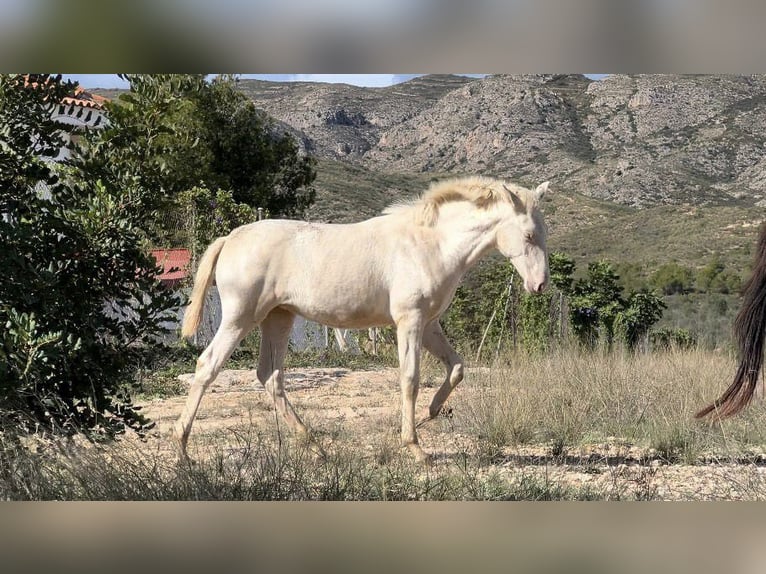 PRE Klacz Źrebak (05/2024) 165 cm Perlino in Pedralba