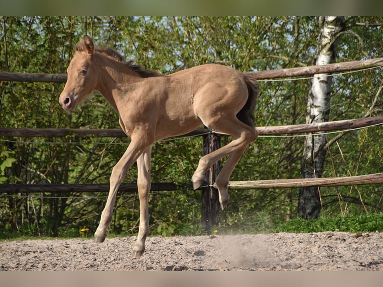 PRE Klacz Źrebak (04/2026) 165 cm Perłowa in Dochamps