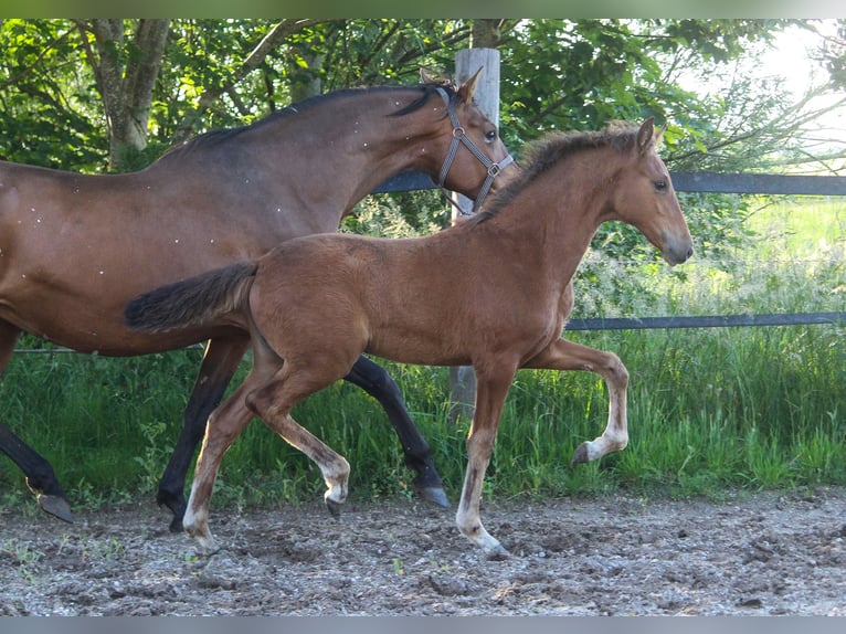 PRE Klacz Źrebak (02/2025) 168 cm Gniada in Wremen