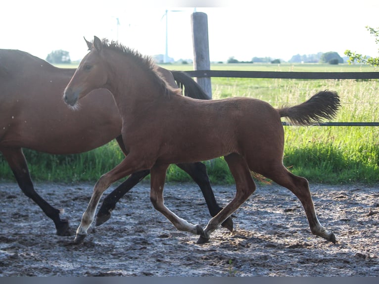 PRE Klacz Źrebak (02/2025) 168 cm Gniada in Wremen
