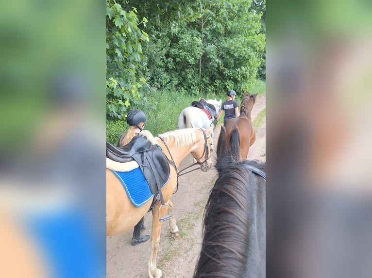 PRE Mare 10 years 14.2 hh Palomino in Klein Upahl