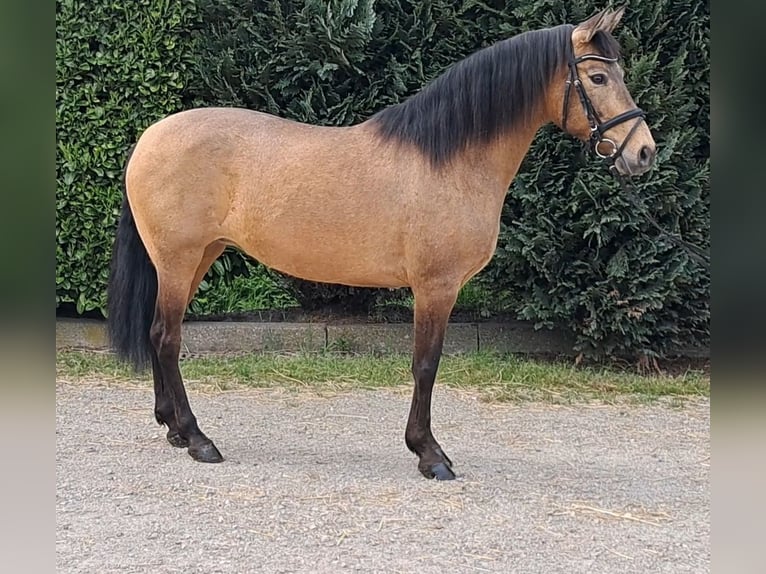 PRE Mix Mare 10 years 14,3 hh Overo-all-colors in Oud gastel