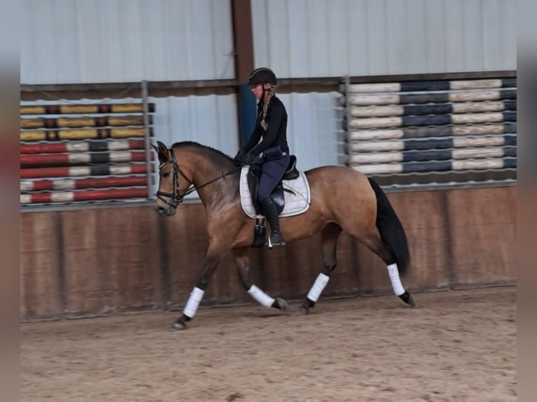 PRE Mix Mare 10 years 14,3 hh Overo-all-colors in Oud gastel