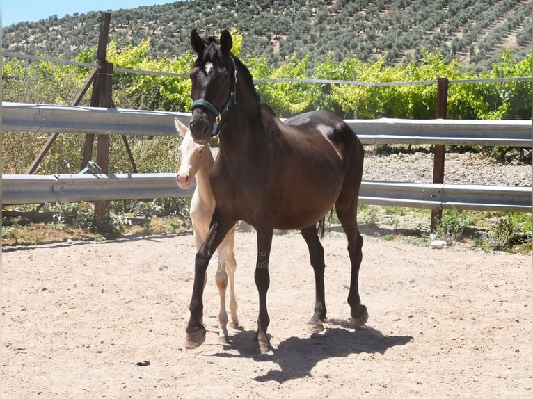 PRE Mare 10 years 15,1 hh Black in Provinz Cordoba