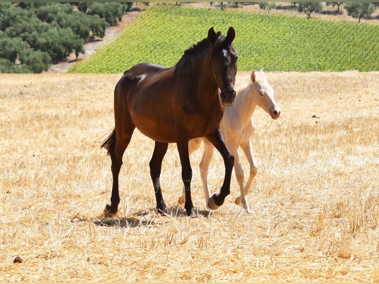 PRE Mare 10 years 15,1 hh Black in Provinz Cordoba