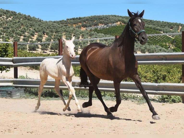 PRE Mare 10 years 15,1 hh Black in Provinz Cordoba