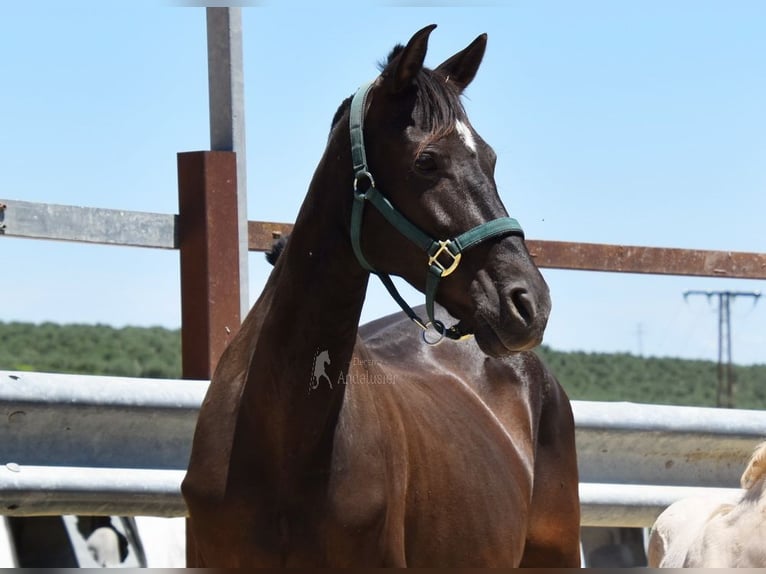 PRE Mare 10 years 15,1 hh Black in Provinz Cordoba