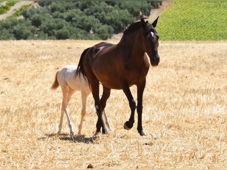 PRE Mare 10 years 15,1 hh Black in Provinz Cordoba