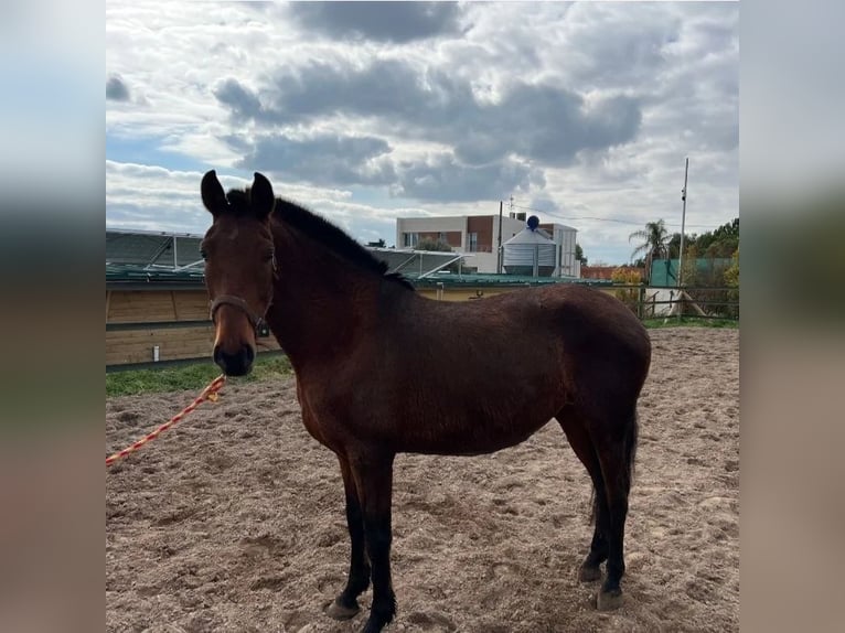 PRE Mare 10 years 15,1 hh Brown in Valencia