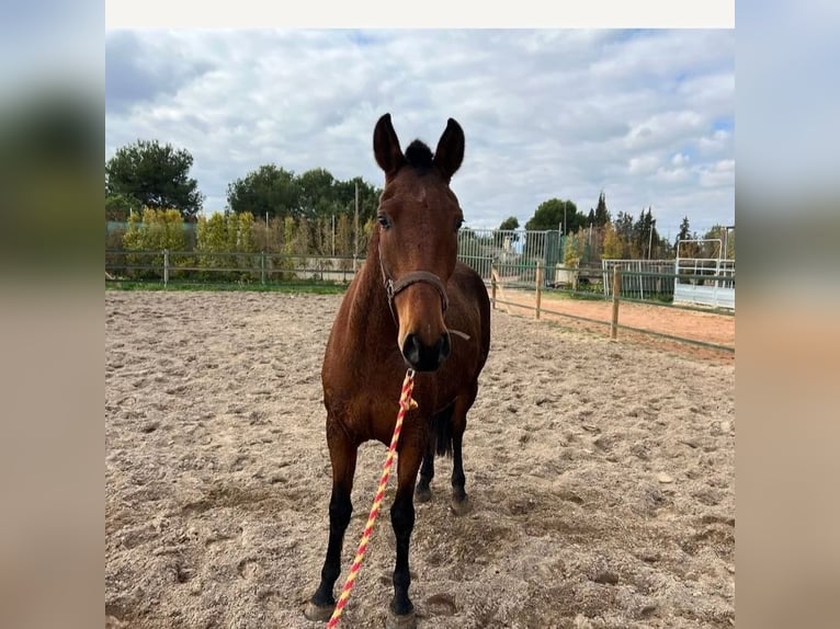 PRE Mare 10 years 15,1 hh Brown in Valencia