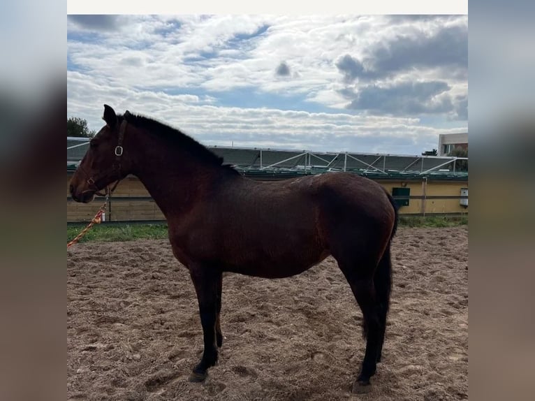 PRE Mare 10 years 15,1 hh Brown in Valencia