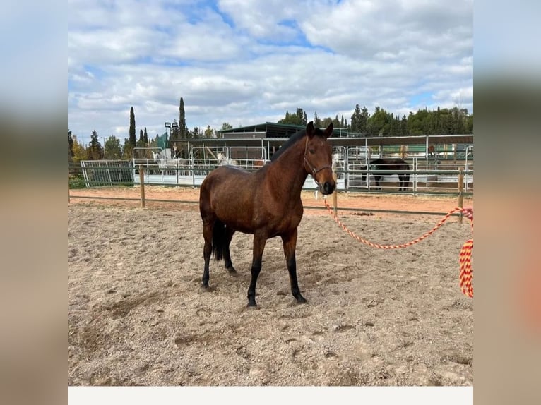 PRE Mare 10 years 15,1 hh Brown in Valencia