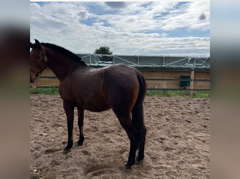 PRE Mare 10 years 15,1 hh Brown in Valencia