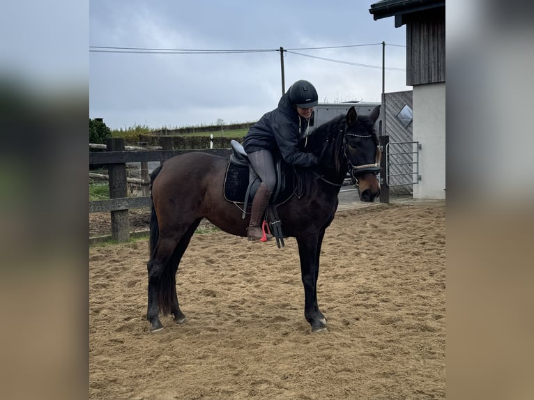 PRE Mix Mare 10 years 15,1 hh Brown in Daleiden