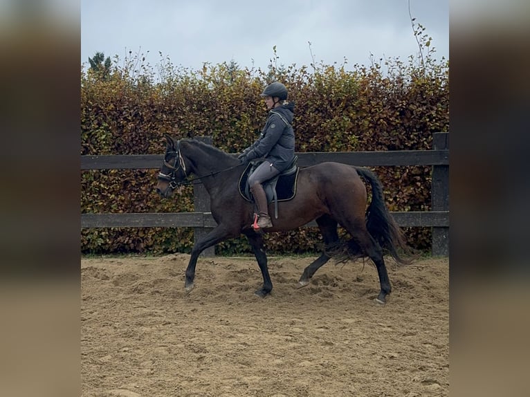 PRE Mix Mare 10 years 15,1 hh Brown in Daleiden