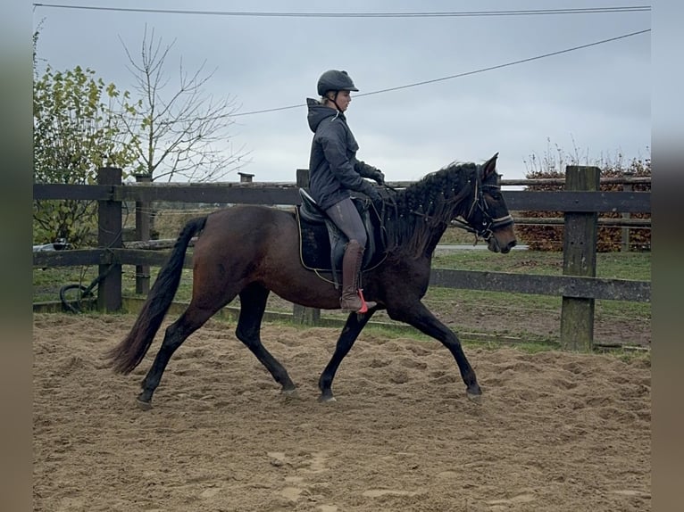 PRE Mix Mare 10 years 15,1 hh Brown in Daleiden