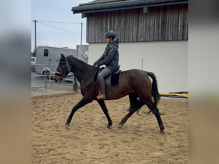 PRE Mix Mare 10 years 15,1 hh Brown in Daleiden