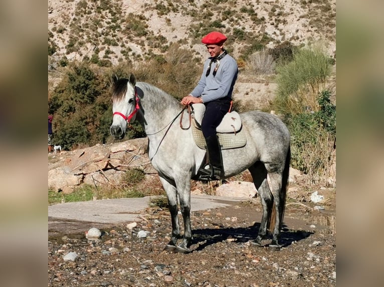 PRE Mix Mare 10 years 15.1 hh Grey in Adra Almeria