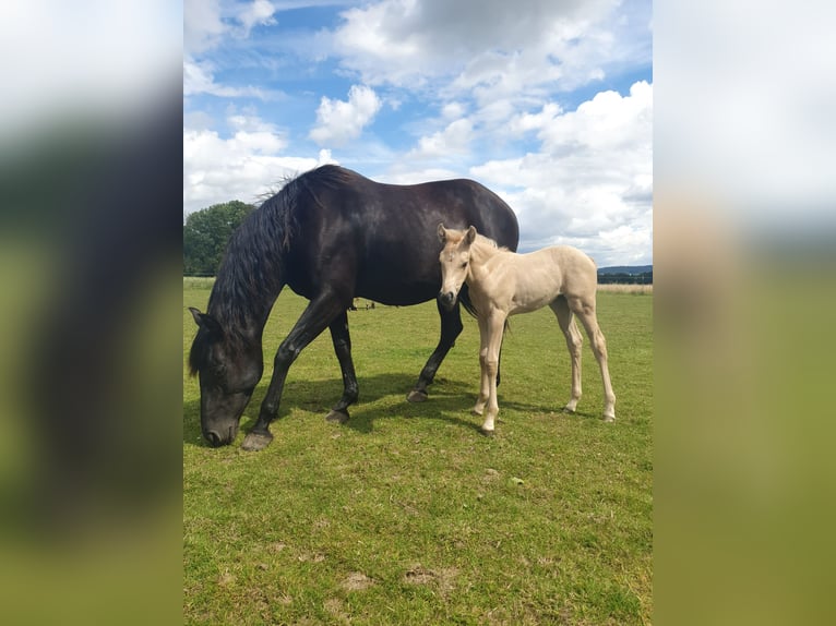 PRE Mare 10 years 15,2 hh in Rödinghausen