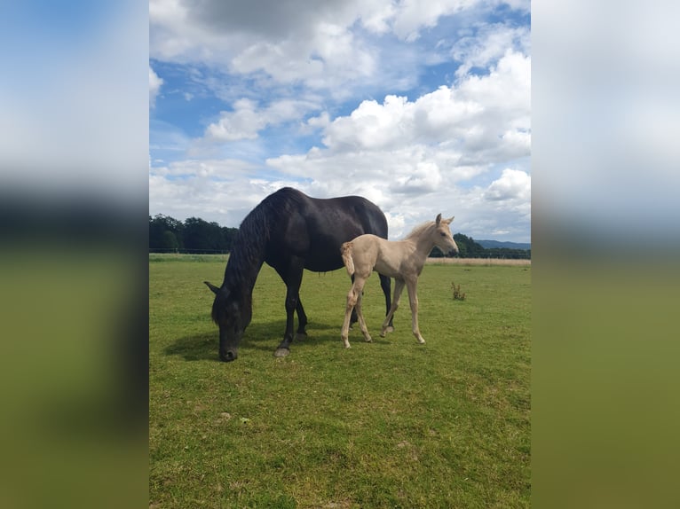 PRE Mare 10 years 15,2 hh in Rödinghausen