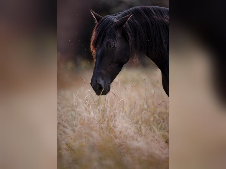 PRE Mare 10 years 15,2 hh in Rödinghausen