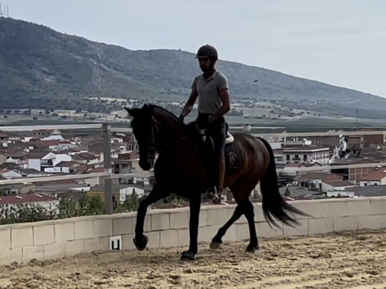 PRE Mix Mare 10 years 15,2 hh Bay in Bobadilla-Estación, Malaga