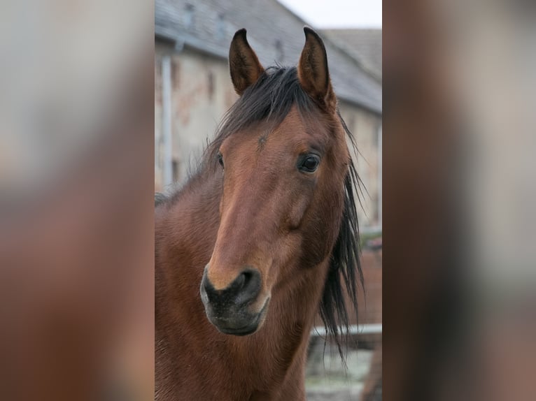 PRE Mix Mare 10 years 15,2 hh Brown in Korneuburg