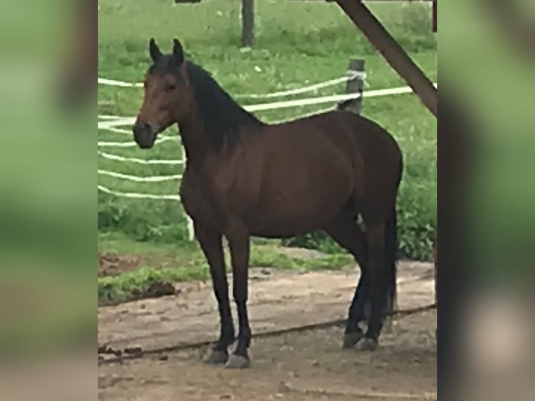 PRE Mix Mare 10 years 15,2 hh Brown in Korneuburg