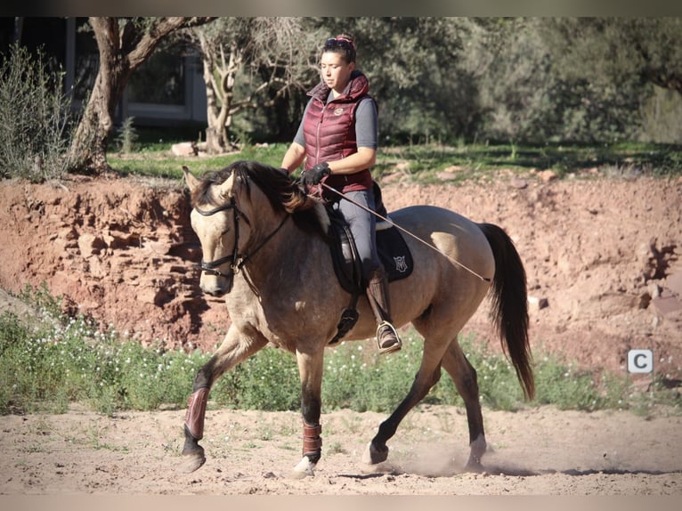 PRE Mix Mare 10 years 15,2 hh Buckskin in Valencia